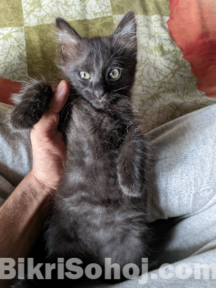 Persian kitten for sale